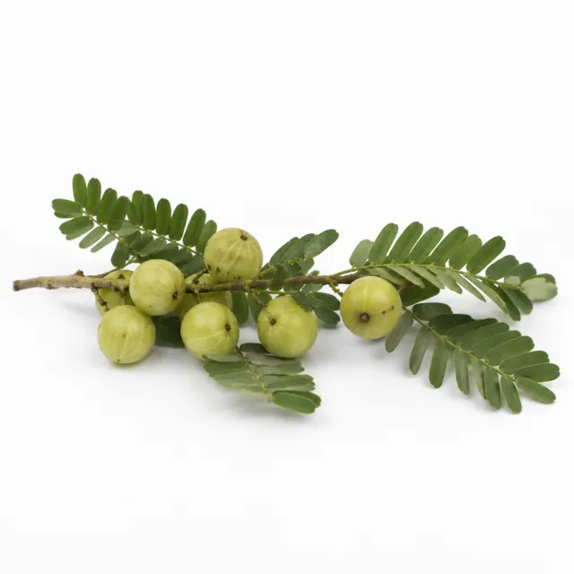 Amla Infused In Sunflower Oil