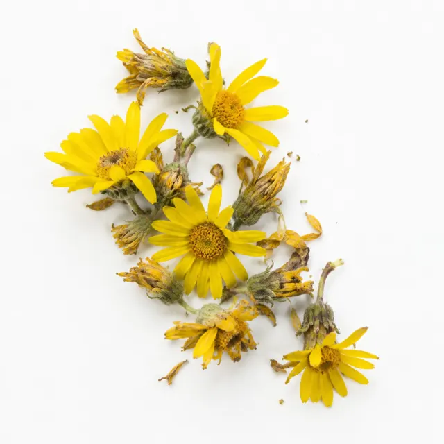 Arnica Hydroglycolic Extract