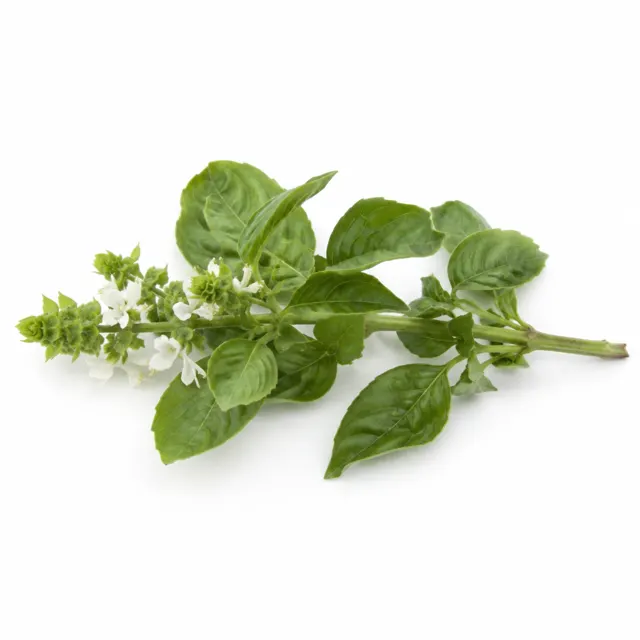 Basil Essential Oil