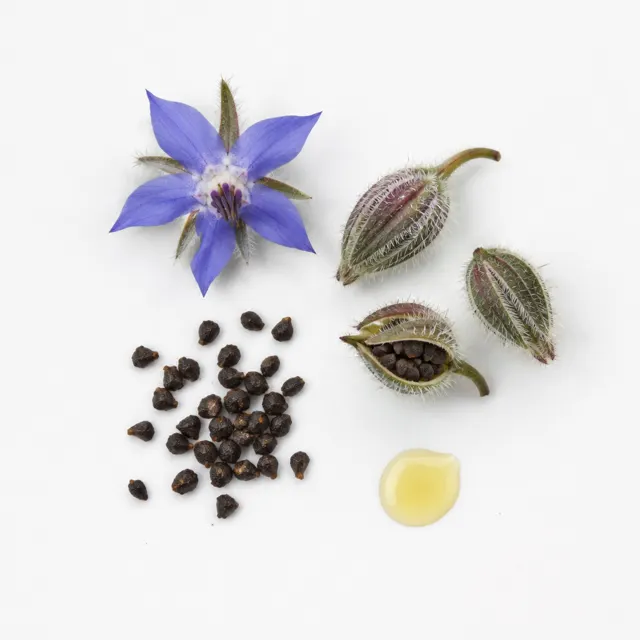 Borage Refined Oil
