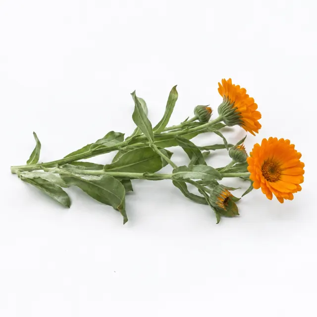 Calendula Infused In Sunflower Oil