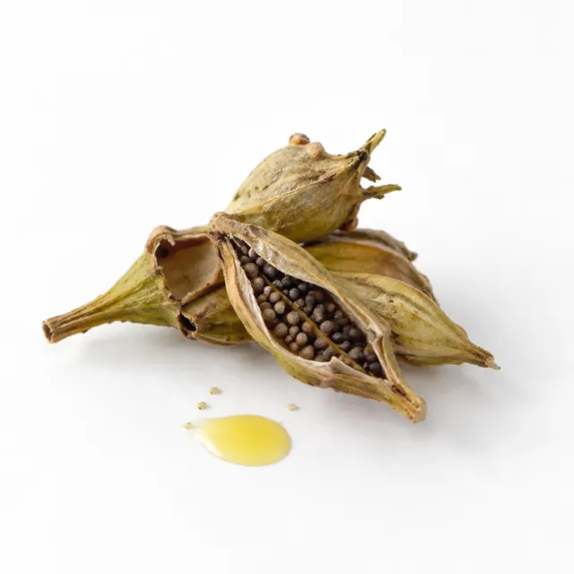 Camelina Oil