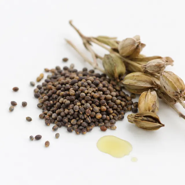 Camelina Refined Oil
