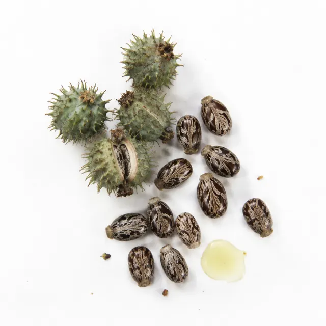 Castor Organic Oil