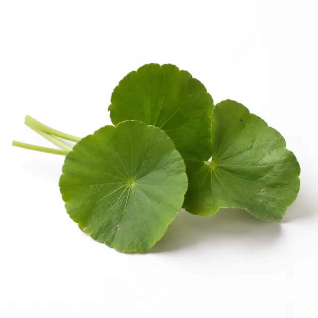 Centella Asiatic Hydroglycerinated Extract