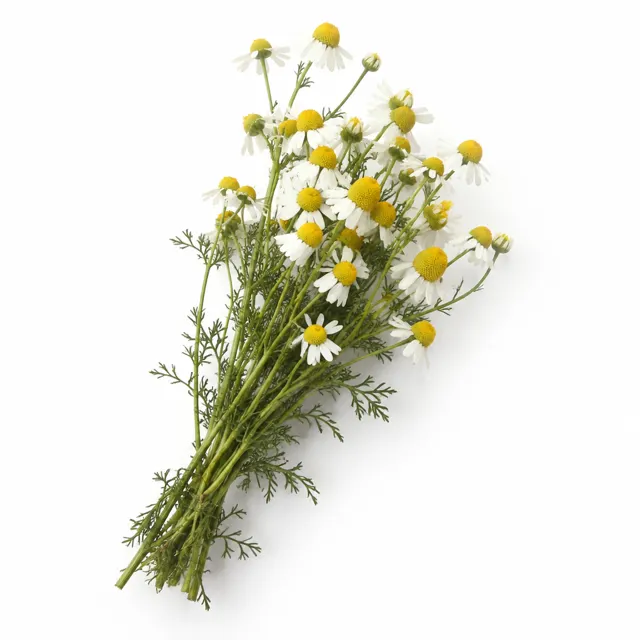 Chamomile Matricaria Infused In Sunflower Oil