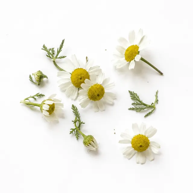Chamomile Roman Essential Oil