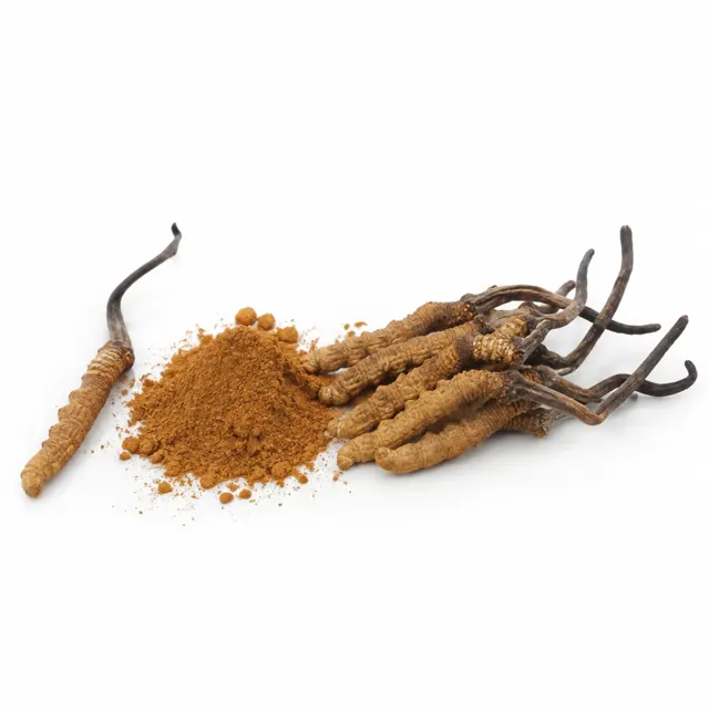Cordyceps Sinensis Extract 30% Organic