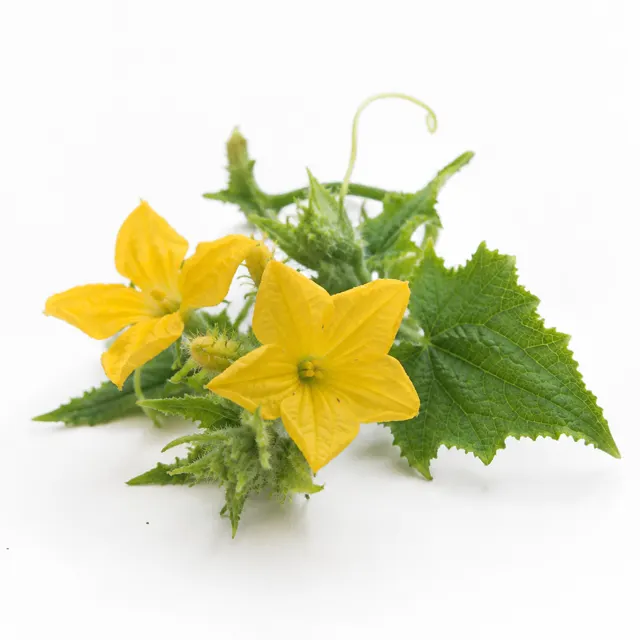 Cucumber Organic Hydrolat