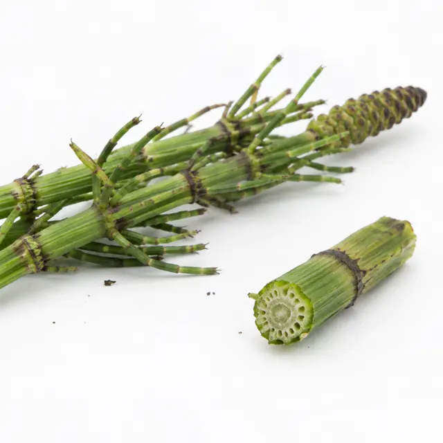 Equisetum Hydroglicolic Extract