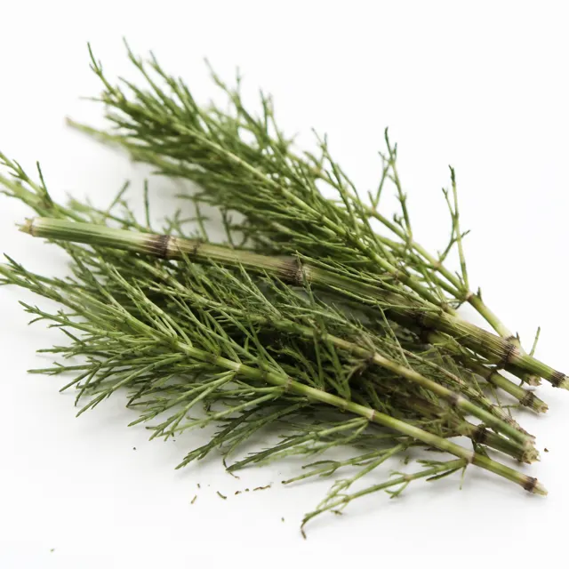 Equisetum Hydroglycerinated Extract