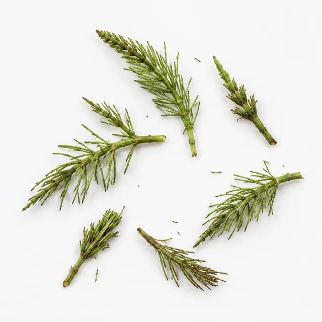 Equisetum Organic Hydroglicolic Extract