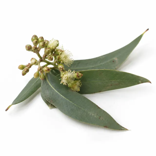 Eucalyptus Citriodora Essential Oil