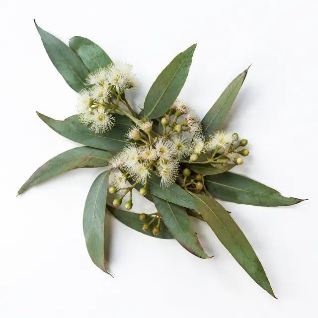 Eucalyptus Essential Oil 80%