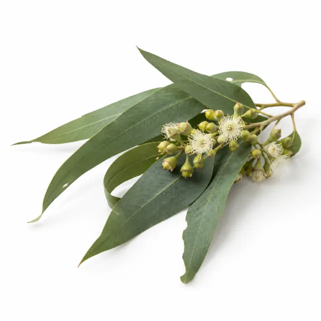 Eucalyptus Globulus Essential Oil Raw