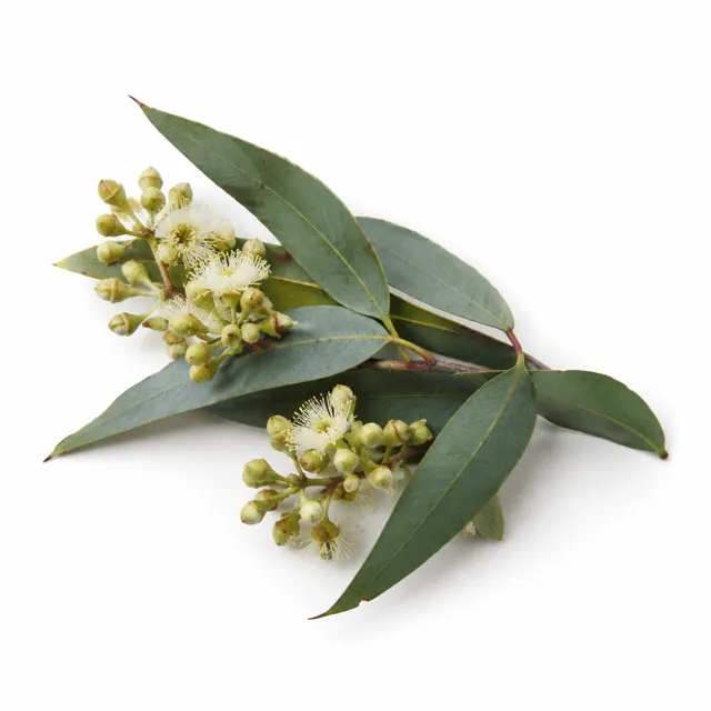 Eucalyptus Globulus Organic Essential Oil Raw