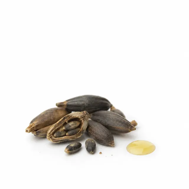 Evening Primrose Oil Virgin