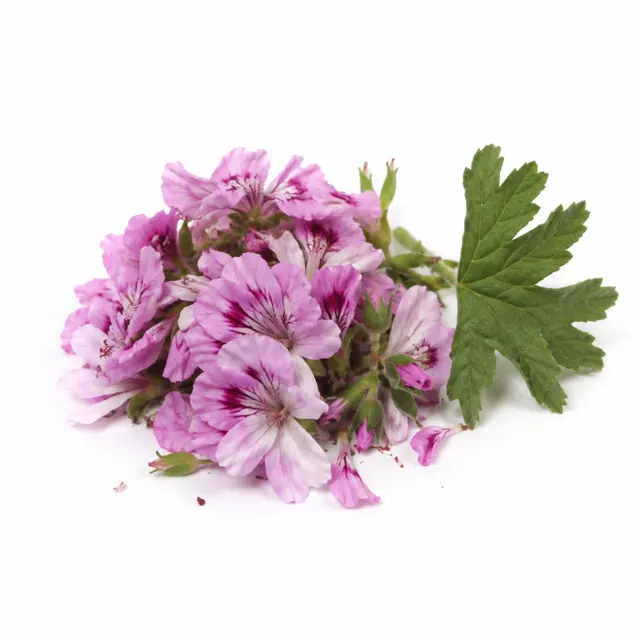 Geranium Bourbon Organic Essential Oil