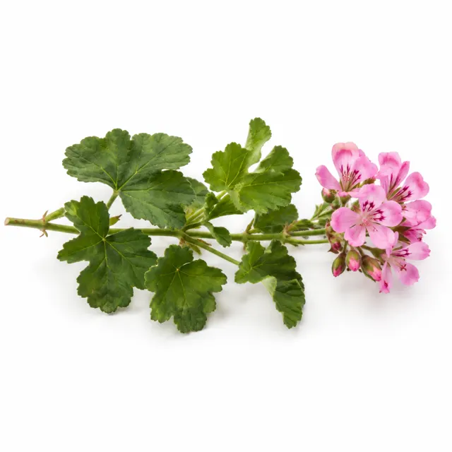 Geranium Essential Oil