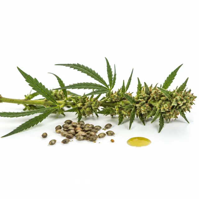 Hemp Refined Oil