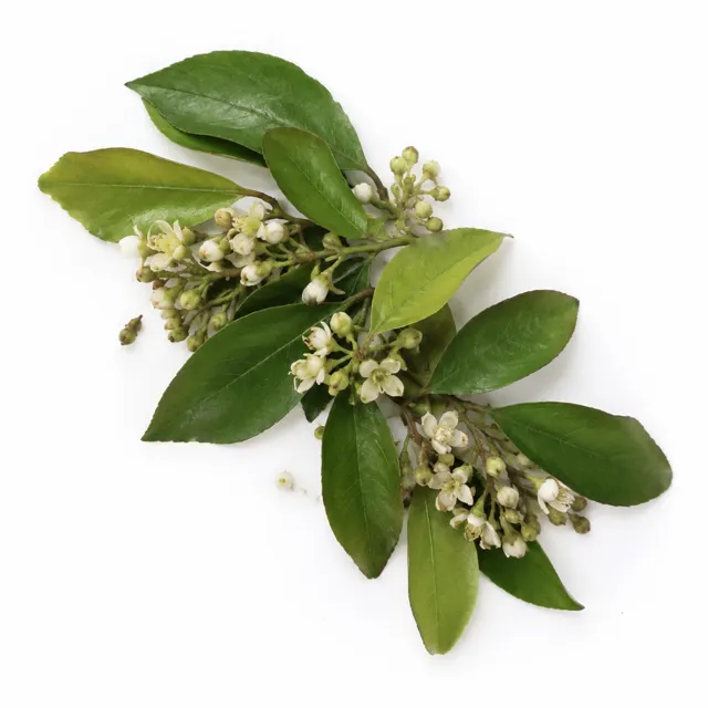 Ho Wood Essential Oil