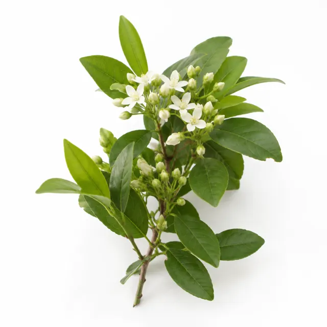 Ho Wood Organic Essential Oil