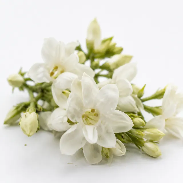 Jasmine Absolute