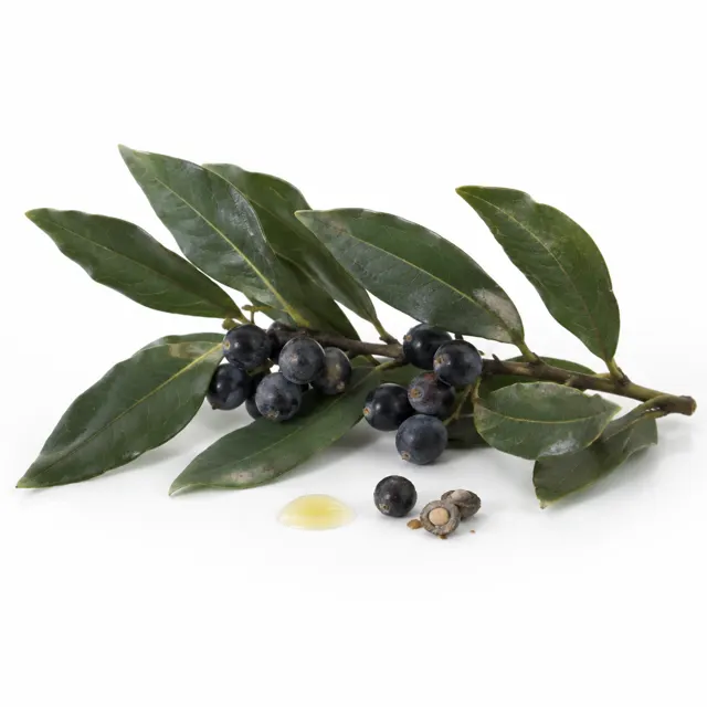 Laurel Berries Organic Oil