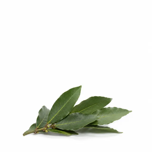 Laurel Essential Oil