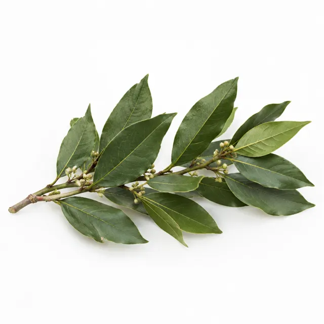 Laurel Organic Essential Oil