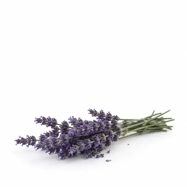 Lavender Essential Oil