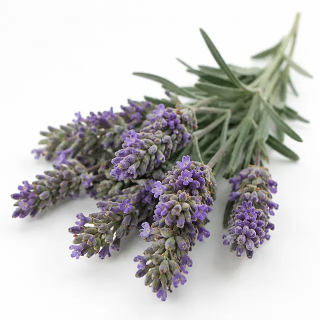 Lavender Spike Essential Oil