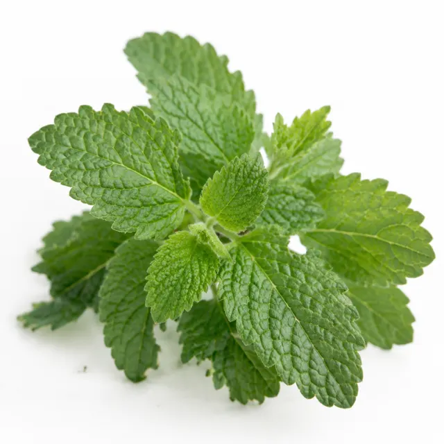 Lemon Balm (Melissa) Organic Essential Oil