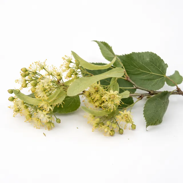 Linden Organic Hydrolat Preserved With Geogard