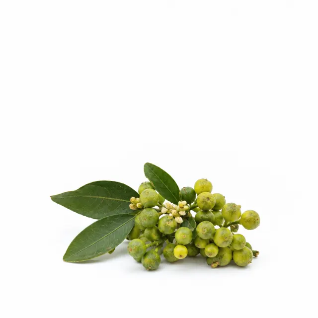 Litsea Cubeba Essential Oil