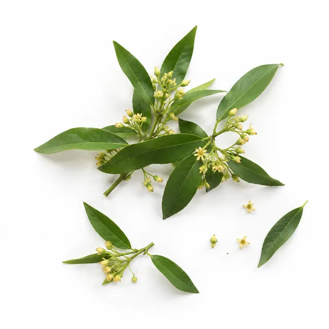 Litsea Cubeba Organic Essential Oil