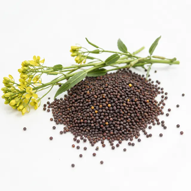 Mustard Seed Sarepta Whole Organic
