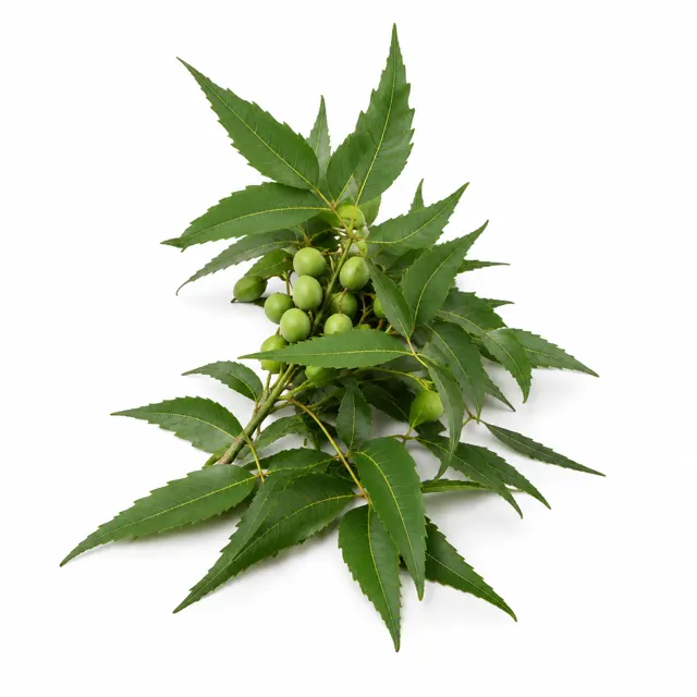 Neem Hydroglycerinated Extract