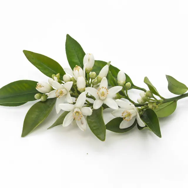 Neroli Essential Oil