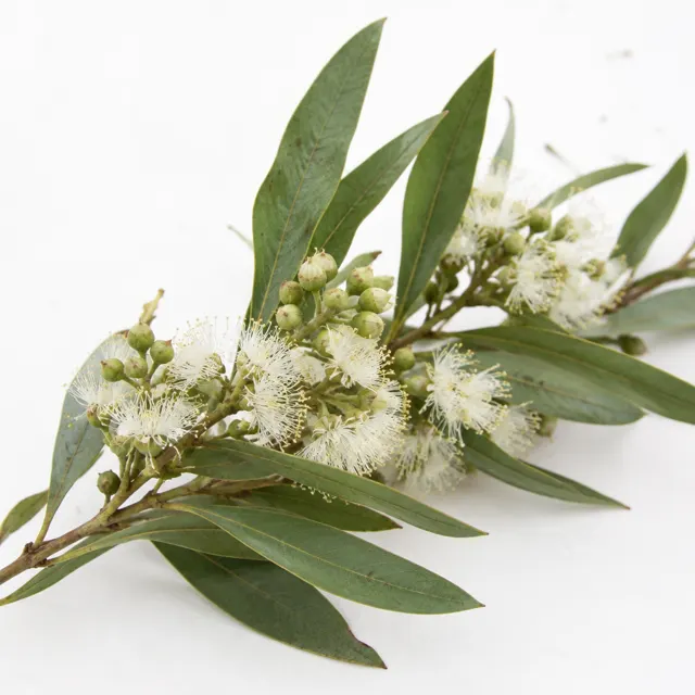 Niaouli Organic Essential Oil