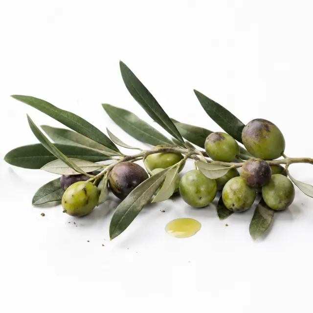 Olive Lampante Organic Oil