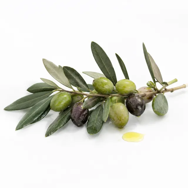 Olive Oil Virgin Organic