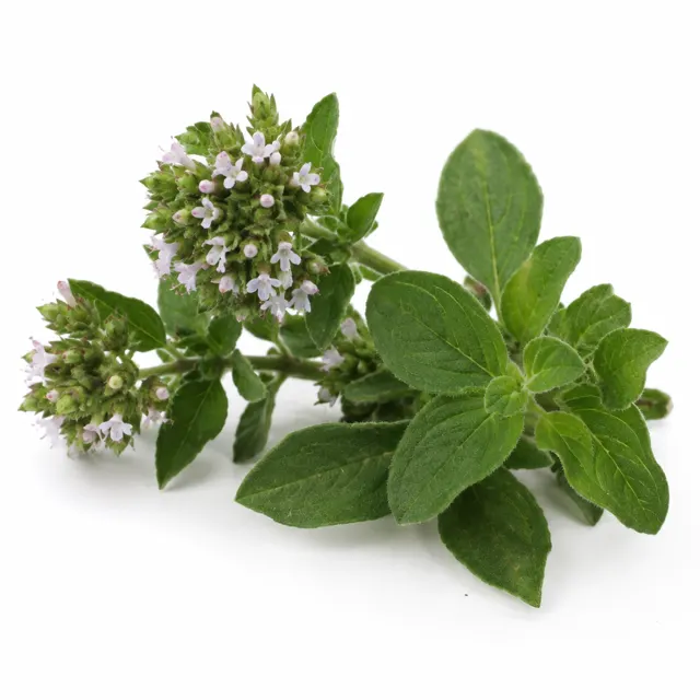 Oregano Vulgaris Essential Oil