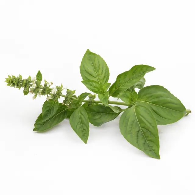 Organic Basil Essential Oil
