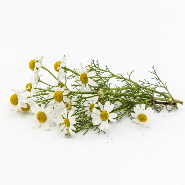 Organic Chamomile Hydrolat