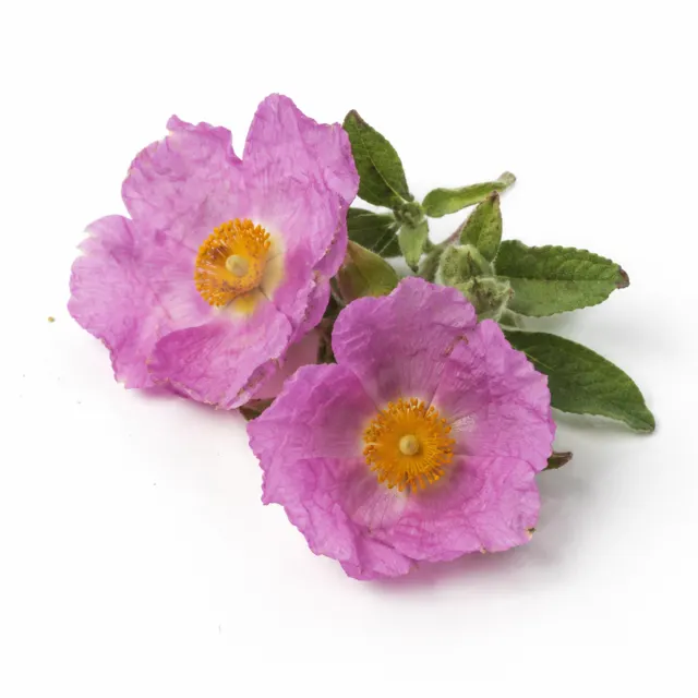 Organic Cistus Hydrolat