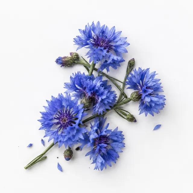 Organic Cornflower Floral Water Preserved