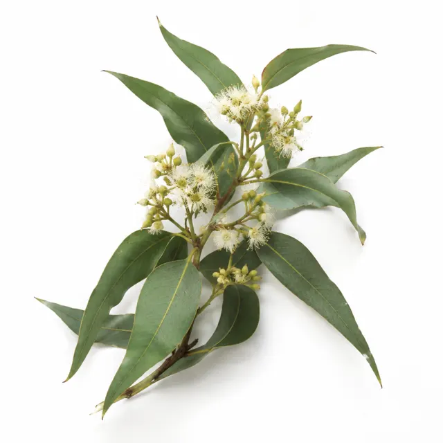 Organic Eucalyptus Citriodora Essential Oil