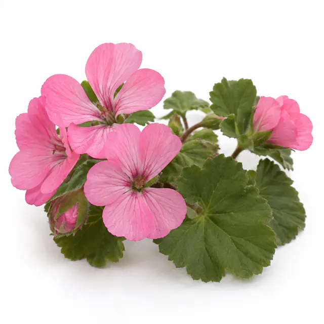 Organic Geranium Essential Oil
