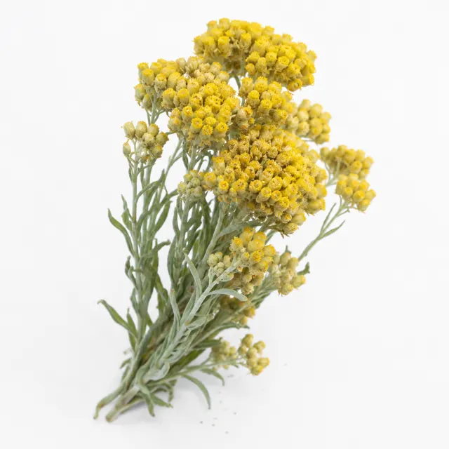 Organic Helichrysum Italicum Essential Oil - Everlasting